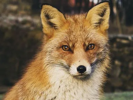 Dreamtime Stories For Children: Chapter 12, Old Granny Fox