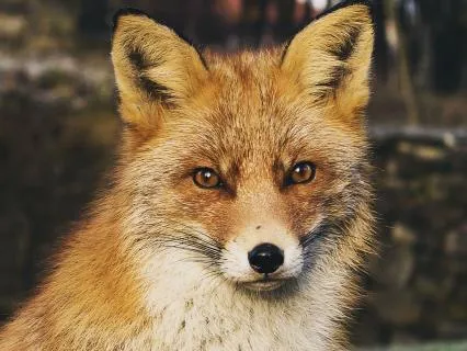 Dreamtime Stories For Children: Chapter 14, Old Granny Fox