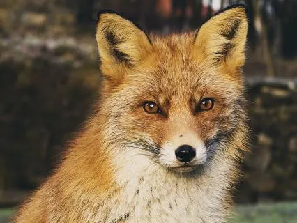 Dreamtime Stories For Children: Chapter 15, Old Granny Fox