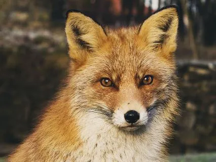 Dreamtime Stories For Children: Chapter 16, Old Granny Fox