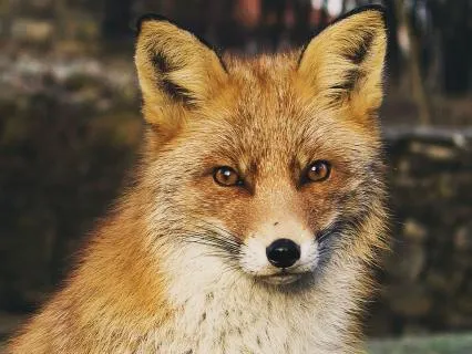 Dreamtime Stories For Children: Chapter 17, Old Granny Fox