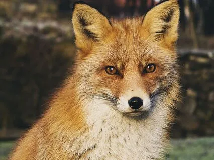 Dreamtime Stories For Children: Chapter 4, Old Granny Fox