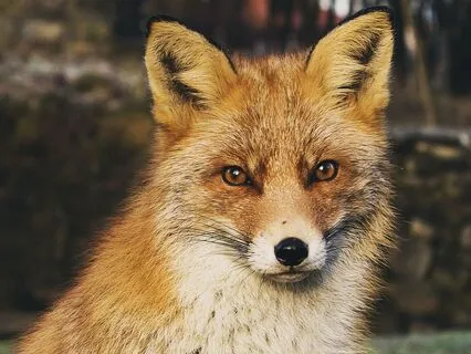 Dreamtime Stories For Children: Chapter 5, Old Granny Fox