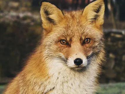 Dreamtime Stories For Children: Chapter 6, Old Granny Fox