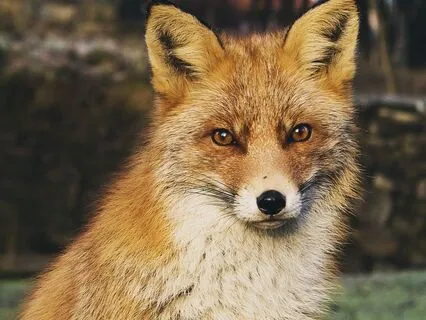 Dreamtime Stories For Children: Chapter 7, Old Granny Fox