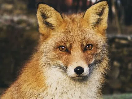 Dreamtime Stories For Children: Chapter 8, Old Granny Fox