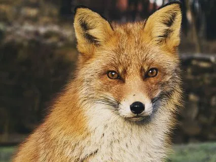 Dreamtime Stories For Children: Chapter 9, Old Granny Fox