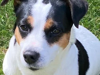 Dreamtime Stories With Jacqui: Dobby Dog In Forest