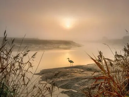 Dreamweaver's Embrace