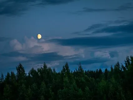Dreamy ASMR: Tranquil Rainforest Magic