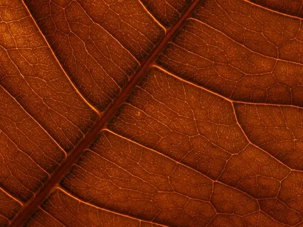 Dreamy Brown Noise | 77 - 144 Hz