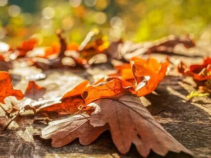 Dreamy Brown Noise And Chirping Crickets