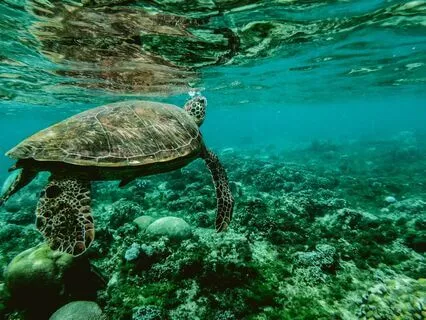 Dreamy Nature Music | With Oscillating Sleep Sounds