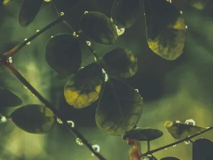 Steel Tongue Drum & Rain Sound Bath (Short)