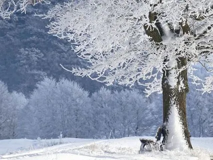 Dreamy Winter Yoga Nidra