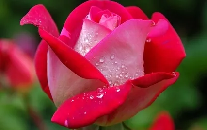 Drenched In Freedom: Radiance Sutras Verse 23