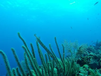 Drift Into Deep Relaxation: An Ocean Meditation