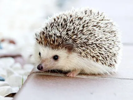 Drift Into Deep Rest: Yoga Nidra For Sleep & Renewal