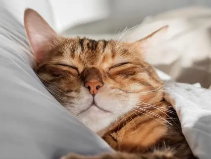 Drift Into Deep Sleep