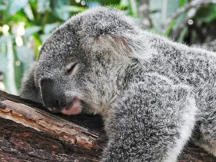 Drift Into Dream: For Peaceful Sleep