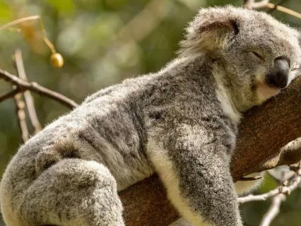 Drift Into Sleep Yoga Nidra Extended Music Play