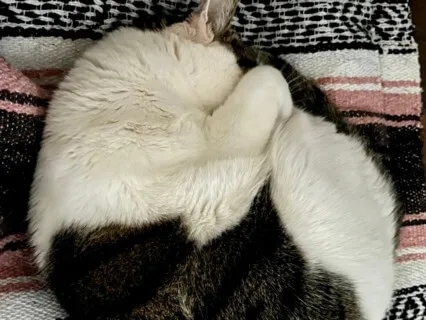 Drift Into Slumber: Gratitude