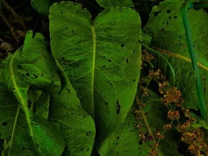 Drift Into The Earth - Plant Music For Sleep