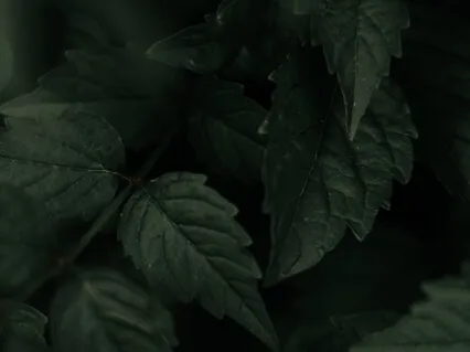 Drift Off Into Sleep: Open-Ended Guided Body Scan