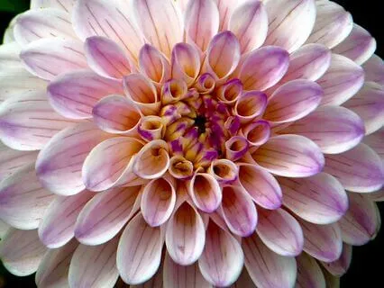 Drift Off With The Elephants - Spirit Animal Sleep Journey