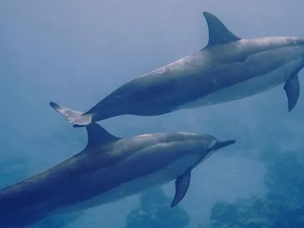Drift To Sleep In The Ocean With Dolphins