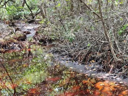 Drift To Sleep: Mangroves Of Strong Island