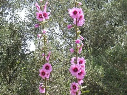 Drift To Sleep With The Angels Of Light And Healing