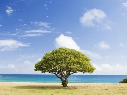 Drifting Between Heaven And Earth