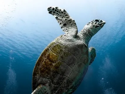 Drifting Into Calming Rest: Deep Ocean 45 Min Sleep Guide