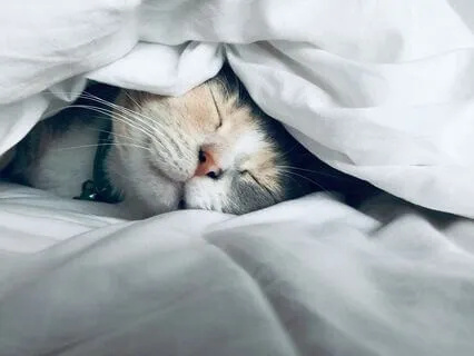 Drifting Into Restful Sleep