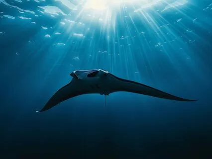 Drifting Slowly With The Current - Relaxing Music