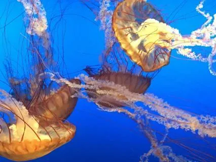 Drifting Through The Night Tide