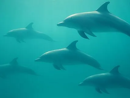 Drifting With Dolphins
