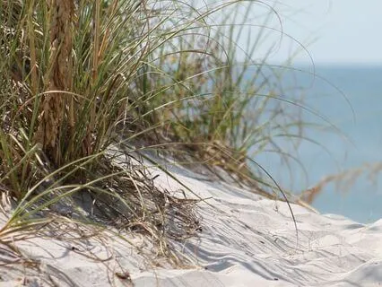 Driftwood & Seashells Ambience