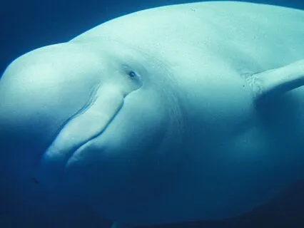 Dripping Ice Cave Ambience Crackling Ice Snow Fall Arctic