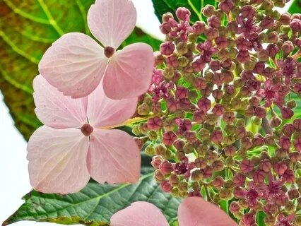 Drop Imaginations From Mind Creating Anxiety & Suffering