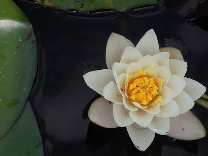 Drop What Does Not Belong To Mind, Leads To Emptiness