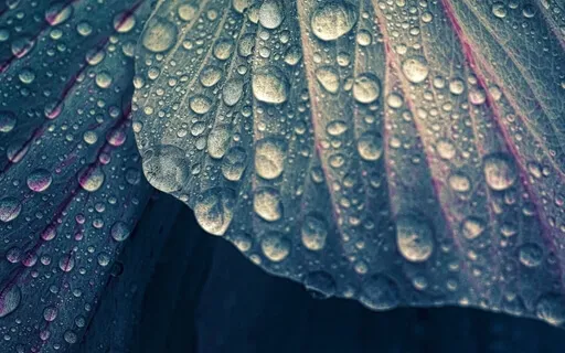 Droplets Of Tranquility | Savasana & Deep Meditation