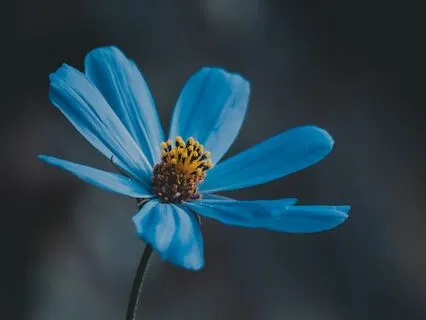 Dropping Attachment To Thought With Adyashanti