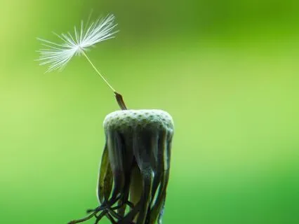 Dropping From The Busy Mind And Moving Into Our Body