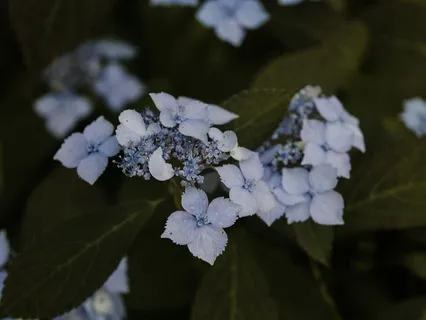 Dropping Into Presence