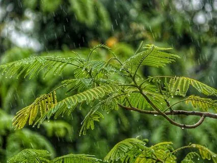 Drops - Delicate Harp & Raindrops