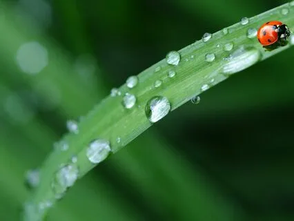 Drops of Joy ( Orchestral)