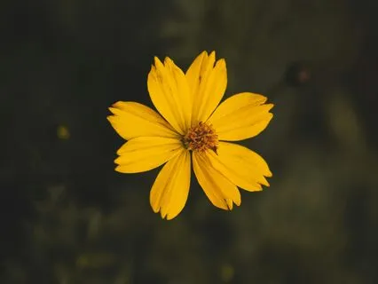 Drops Onto A Flower - Piano And Violin