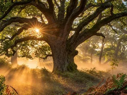 Druid Oak Tree Medicine: Music For Meditation & Journeying
